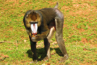 Mandrill photo (after)